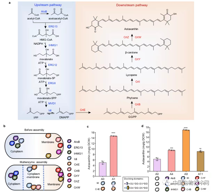 Nature子刊：模拟天然模块聚酮合酶的有序组装提高人工细胞工厂的合成效率的图5