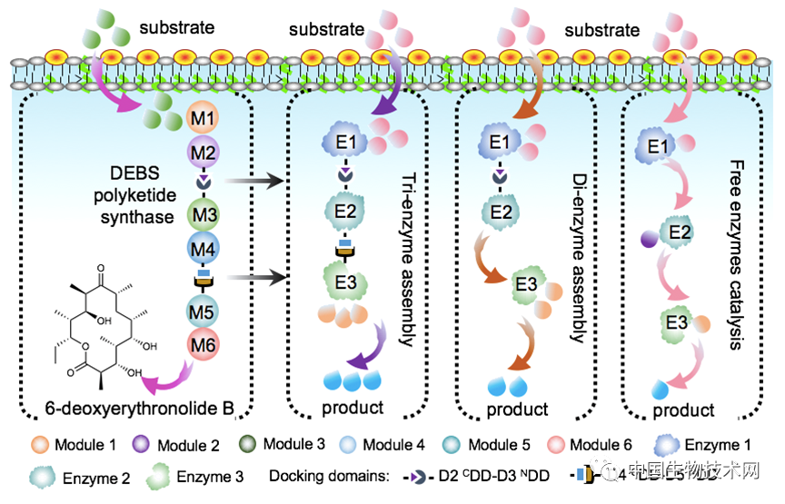 Nature子刊：模拟天然模块聚酮合酶的有序组装提高人工细胞工厂的合成效率的图2