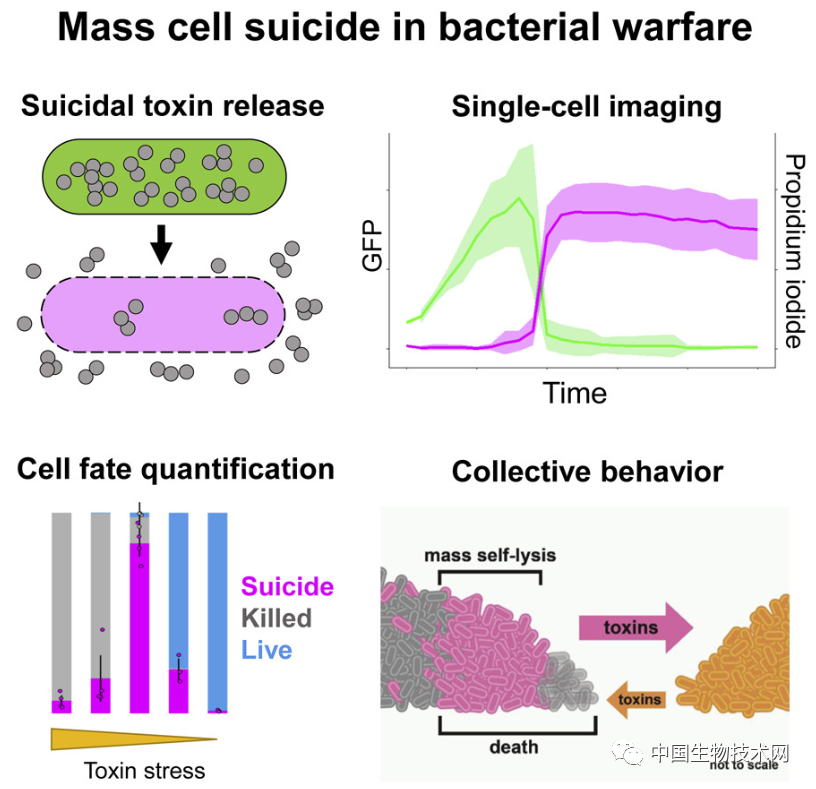 Cell子刊：细菌大战没有投降一说，打不过就发动自杀式袭击