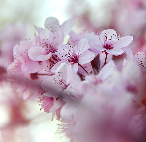 亲近春天|请收好这份踏青指导手册