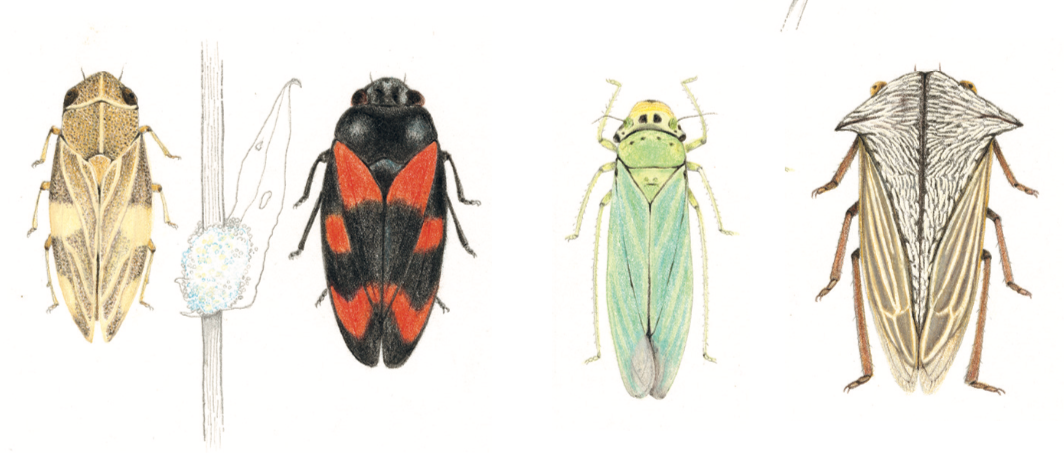 亲近春天|请收好这份踏青指导手册