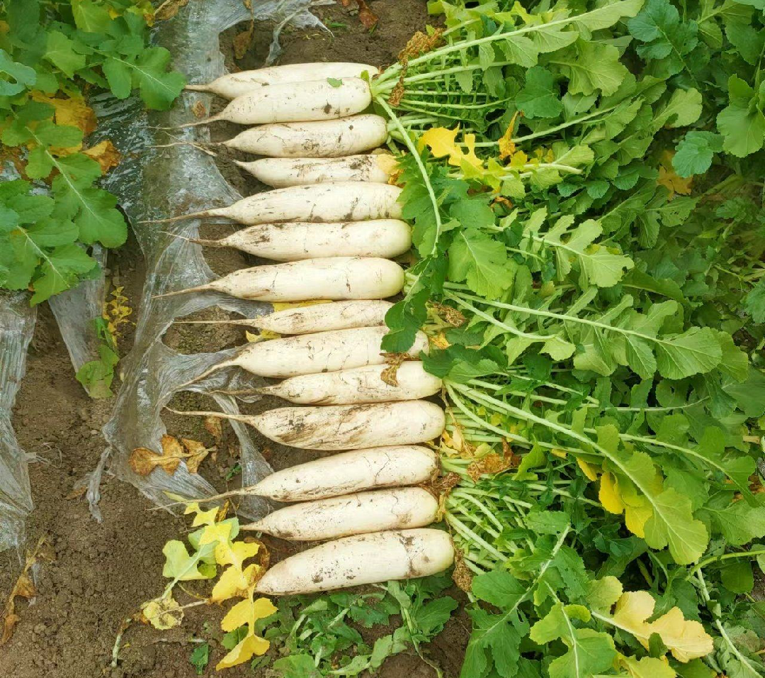 29bd5d1c1beb6d0dccd9f539703aa88f_origin