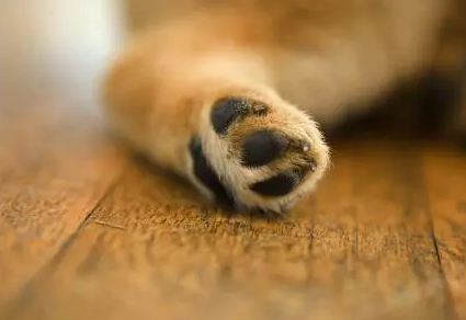 狗狗中暑后 这些迷之操作千万做不得 会要狗命的 自贡新闻