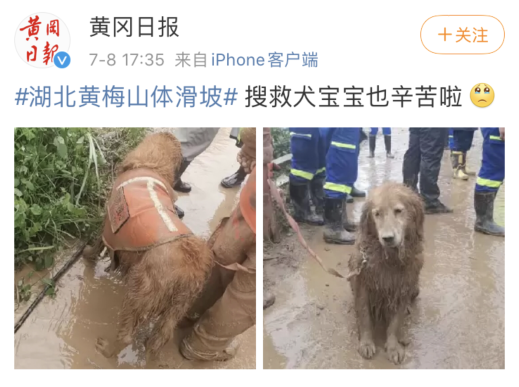 搜救犬延續工作10小時！不要在災難發生後才知道它們的好… 寵物 第3張