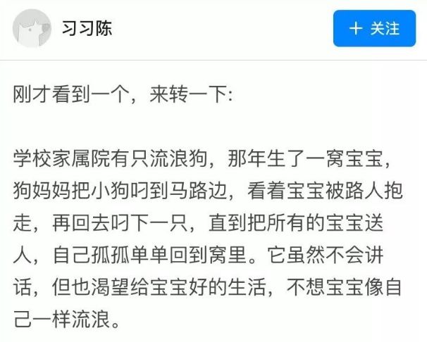 被拋棄的狗狗在風雨中守著它全部的家當，丟狗很簡單，它們要獨自熬過冬天卻很難… 寵物 第14張