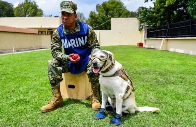 救出50多人的英雄狗狗 Frida 退休了，墨西哥為它立雕像！ 未分類 第9張