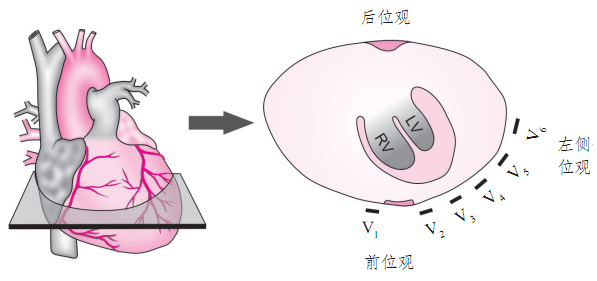 心电图怎么切换导联你了解过心电图导联吗？_https://www.jmylbn.com_新闻资讯_第11张