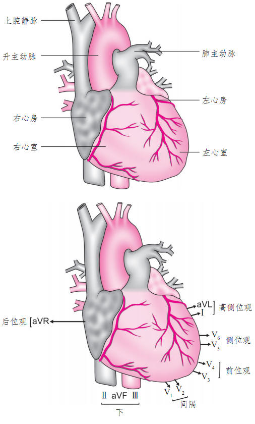 心电图怎么切换导联你了解过心电图导联吗？_https://www.jmylbn.com_新闻资讯_第14张