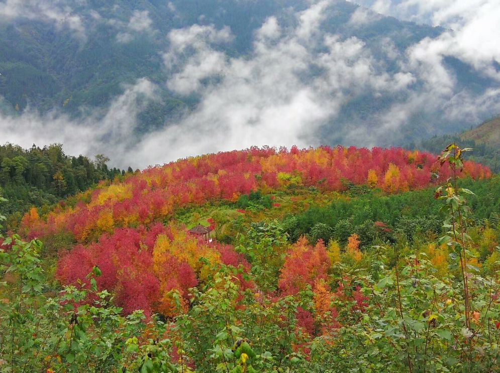 四川最美的15個紅葉區，一到秋天就燃成一片片紅海！ 旅行 第5張