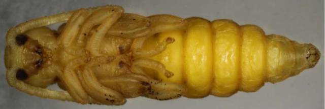 国检课堂 l 玩伴,功臣还是害虫--人类与天牛的故事