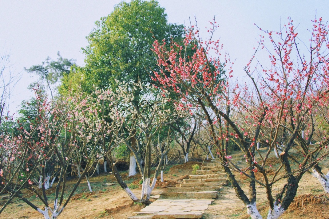 襄阳桃花岭生态园门票图片