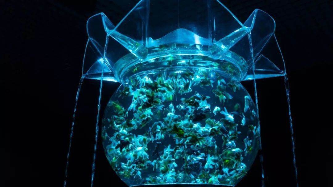 古厝新馆 新国潮 来了 全国首家金鱼博物馆落地三坊七巷 福州古厝 微信公众号文章阅读 Wemp