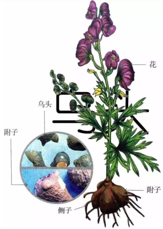 攀枝花人这份预防食用草乌附子等乌头碱类中药材中毒的风险提示请查收