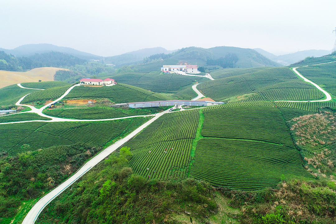 福泉:千亩茶园吐新绿 春茶采摘正当时