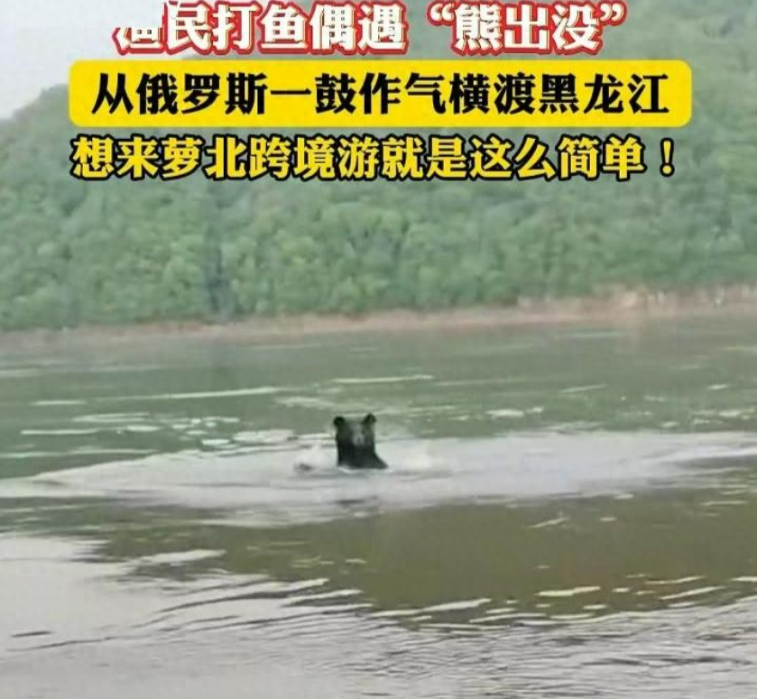 黑熊闯进超市咬90岁老人被击毙