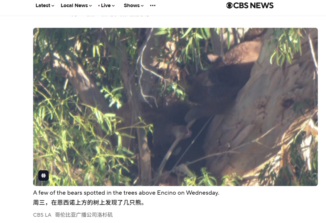 黑熊闯进超市咬90岁老人被击毙