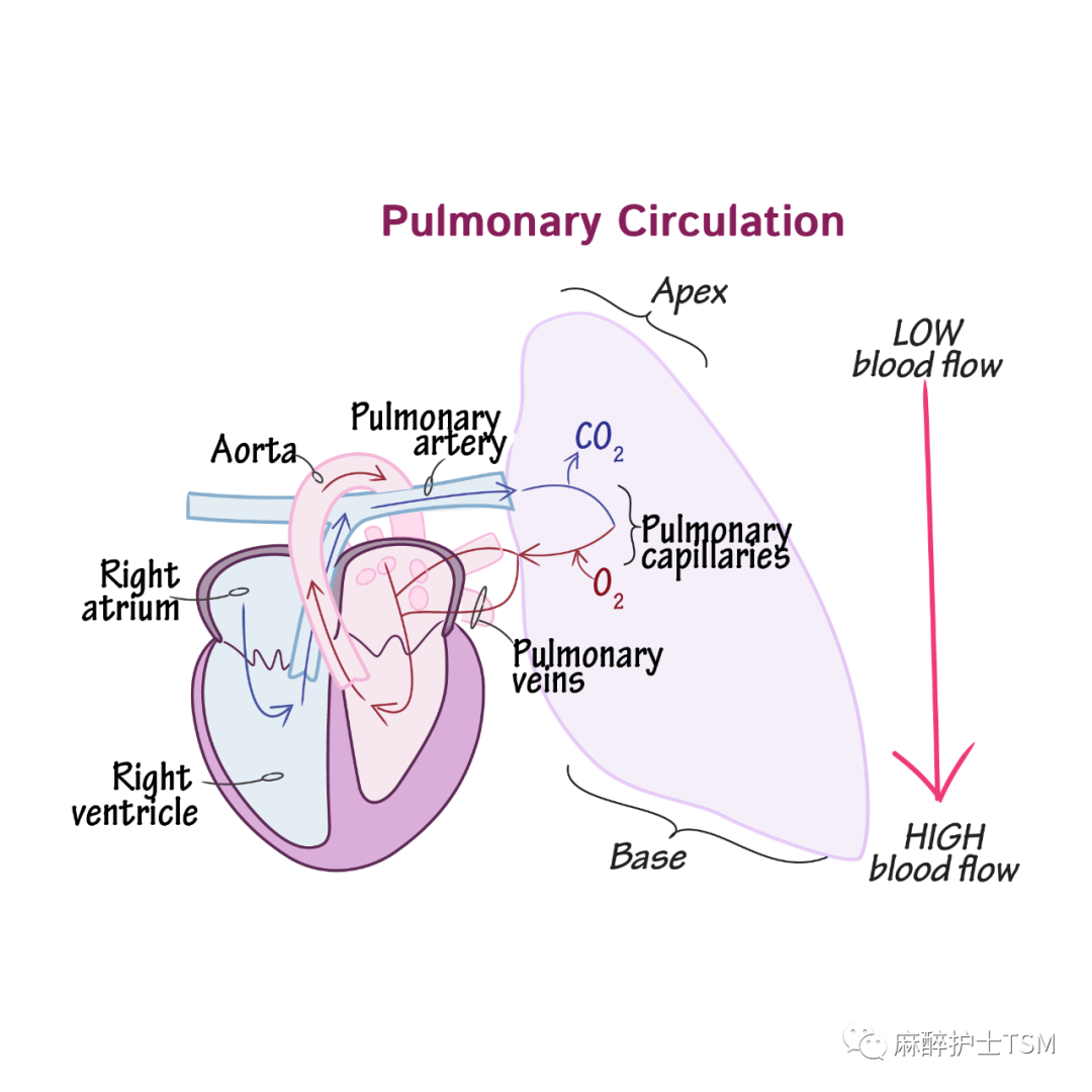 怎么呼吸麻醉麻醉和手术体位 - 呼吸系统的影响_https://www.jmylbn.com_新闻资讯_第3张