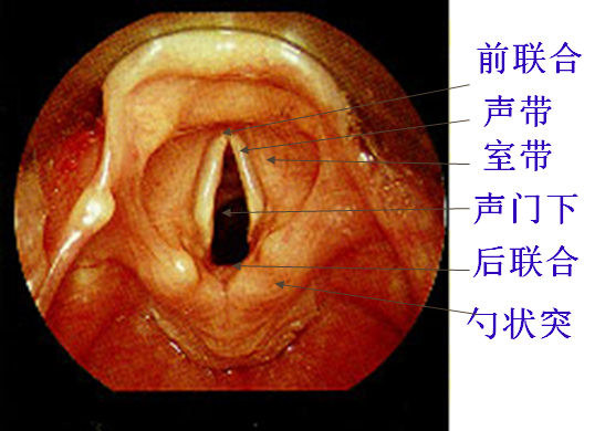 耳鼻喉头灯怎么用几种常用的耳鼻喉科检查方法！_https://www.jmylbn.com_新闻资讯_第33张