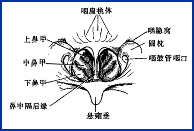 耳鼻喉头灯怎么用几种常用的耳鼻喉科检查方法！_https://www.jmylbn.com_新闻资讯_第16张