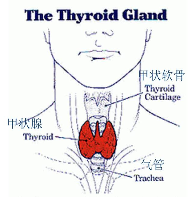 手术室体位垫怎么用手术精讲：图文详解甲状腺手术（含腔镜下手术）_https://www.jmylbn.com_新闻资讯_第3张