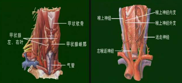 手术室体位垫怎么用手术精讲：图文详解甲状腺手术（含腔镜下手术）_https://www.jmylbn.com_新闻资讯_第5张