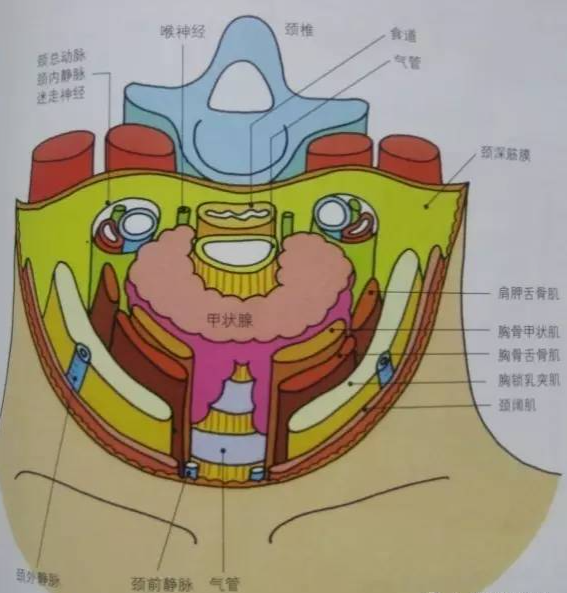 手术室体位垫怎么用手术精讲：图文详解甲状腺手术（含腔镜下手术）_https://www.jmylbn.com_新闻资讯_第4张