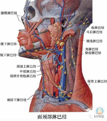 手术室体位垫怎么用手术精讲：图文详解甲状腺手术（含腔镜下手术）_https://www.jmylbn.com_新闻资讯_第8张