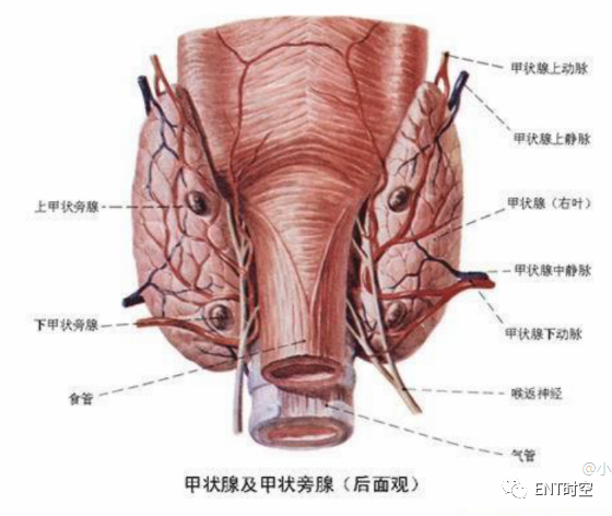 手术室体位垫怎么用手术精讲：图文详解甲状腺手术（含腔镜下手术）_https://www.jmylbn.com_新闻资讯_第7张