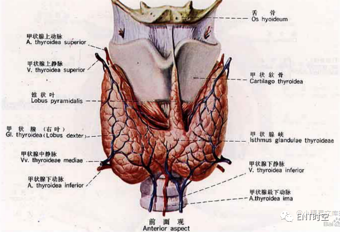 手术室体位垫怎么用手术精讲：图文详解甲状腺手术（含腔镜下手术）_https://www.jmylbn.com_新闻资讯_第6张