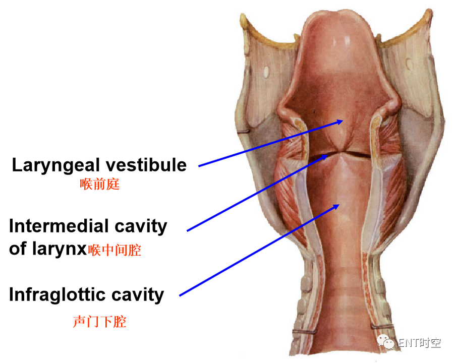 为什么购买可视硬性喉镜临床常见喉镜的分类及使用_https://www.jmylbn.com_新闻资讯_第6张