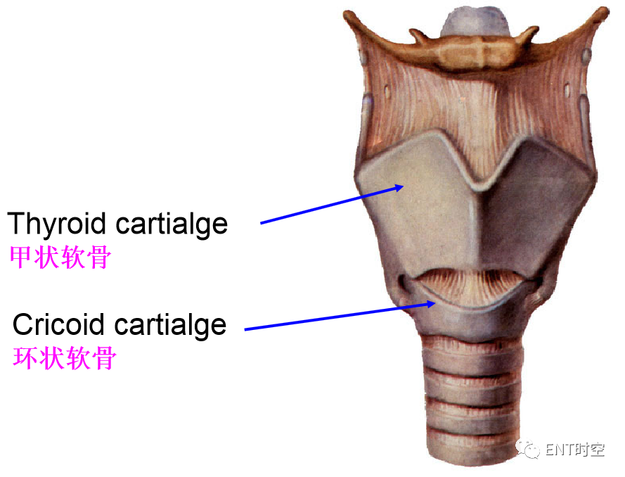 为什么购买可视硬性喉镜临床常见喉镜的分类及使用_https://www.jmylbn.com_新闻资讯_第4张