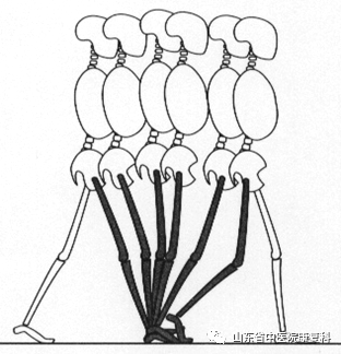步态分析上曲线怎么解读康复医学中的步态分析_https://www.jmylbn.com_新闻资讯_第1张