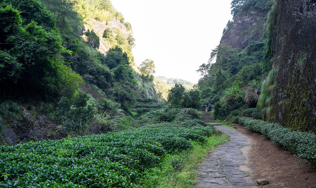 为什么除了武夷山其他地方都无法出产岩茶？