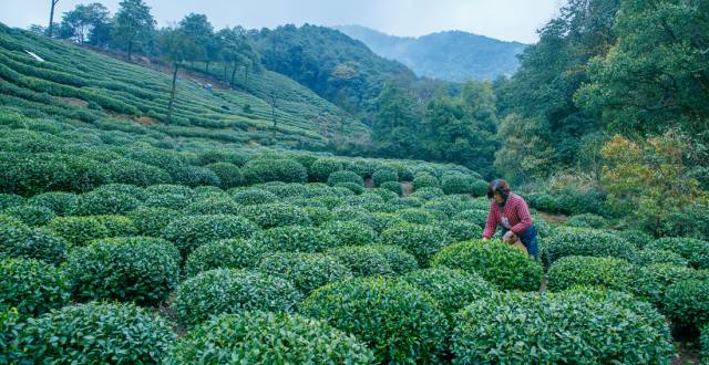 喝白茶的最大好处是什么？