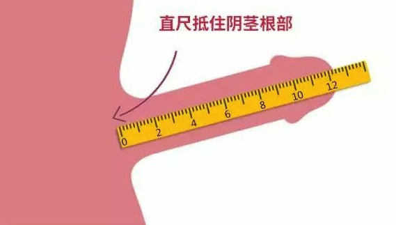 "丁丁"到底多长才够"标准"?-友友