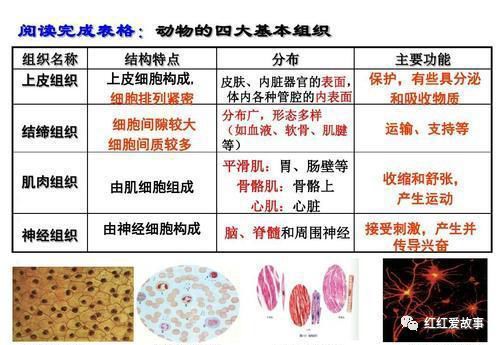 中学教师 生物学中 最容易混淆的3个概念 红红爱故事 微信公众号