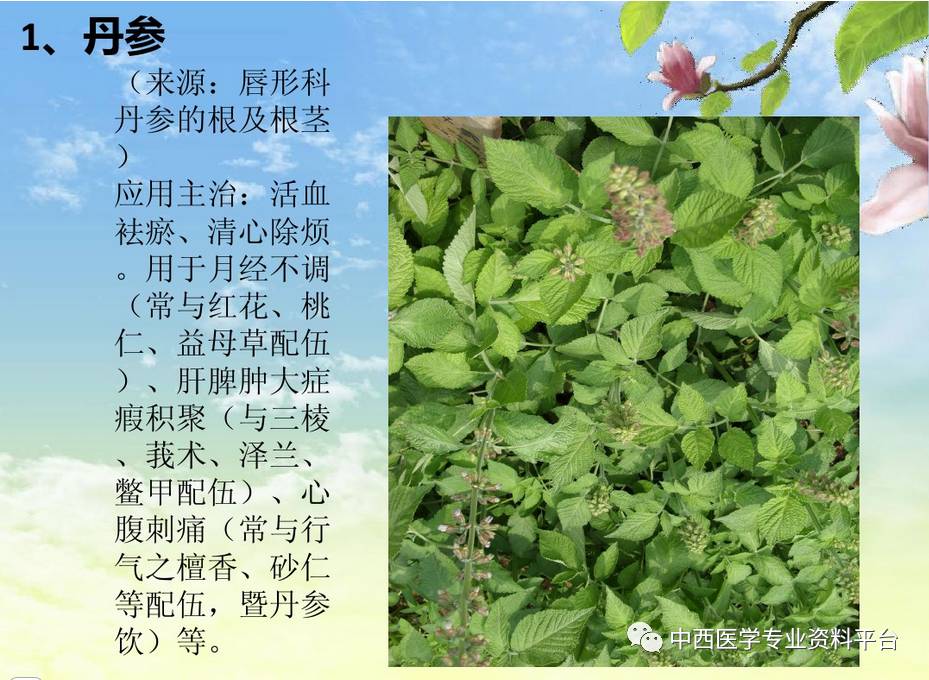 常见中草药图片及功效介绍