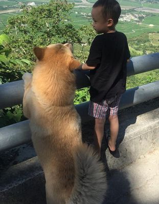 松獅看到小主人痛哭被罰站，它默默跟著去面壁，感情超好..... 萌寵 第6張