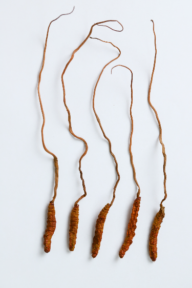 定义:为麦角菌科真菌凉山虫草菌cordyceps liangshanensiszang, liu