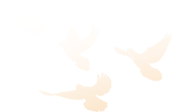 ͼƬ