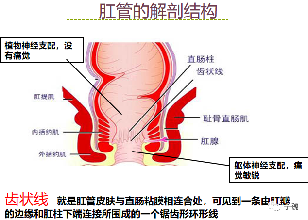套扎环怎么下“中美专家谈内痔内镜下套扎治疗”学习笔记_https://www.jmylbn.com_新闻资讯_第10张