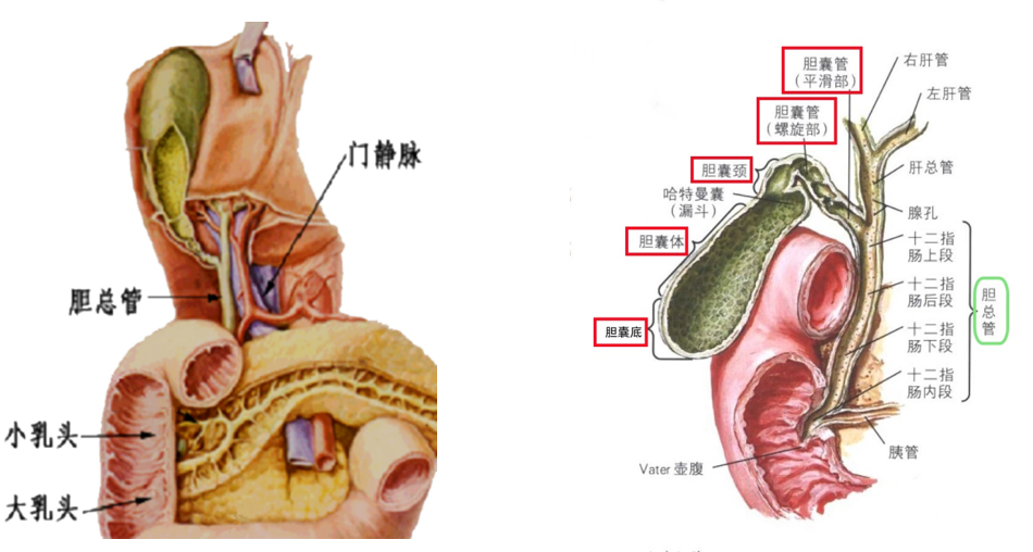 膽總管斜行向下與胰管合為肝胰壺腹(vater壺腹),開口於十二指腸大乳頭