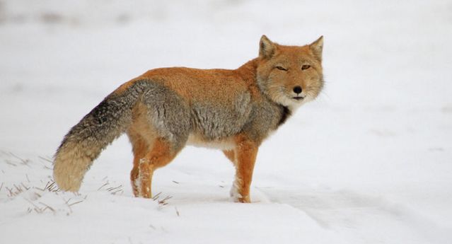 小梦百科 你以为狐狸很聪明 对藏狐来说只有 呆萌 4d书城 微信公众号文章阅读 Wemp