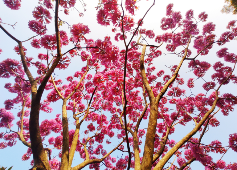 图源：蓬江区城市管理和综合执法局