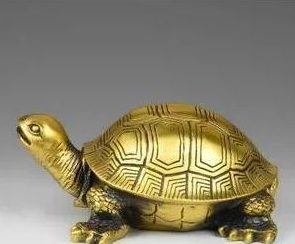 养龟也有风水说法，你家中有龟吗？