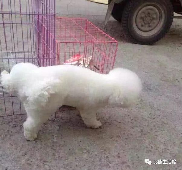 比熊犬尿在了白猫身上 猫咪的眼神亮了 来人啊 把它拖出去砍了 比熊生活馆 微信公众号文章阅读