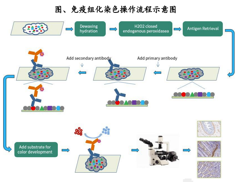 免疫组化流程图图片