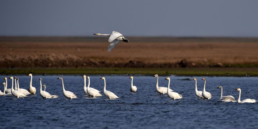 已使用 生活在洞庭湖的天鵝，圖源于新華社.png