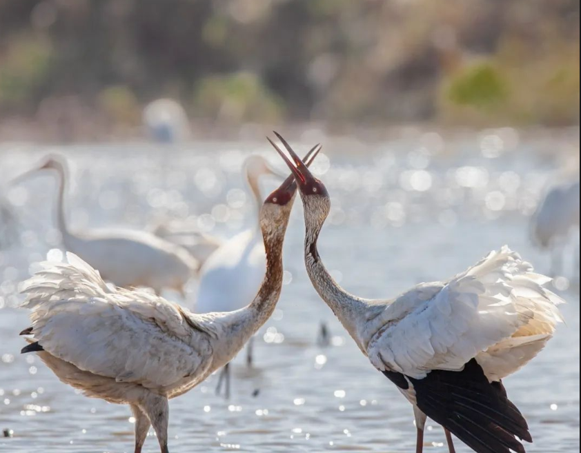 已使用 洞庭湖，一塊生態(tài)綠洲，圖源于新湖南.png