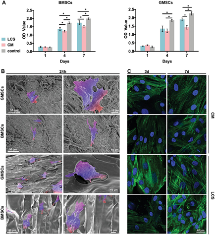 《AFM》中科大高怀岭/俞书宏院士、同济王佐林：仿生层状壳聚糖支架用于软牙龈组织再生的图4